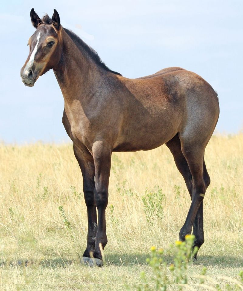 049 - Firewater Miss Jessy filly